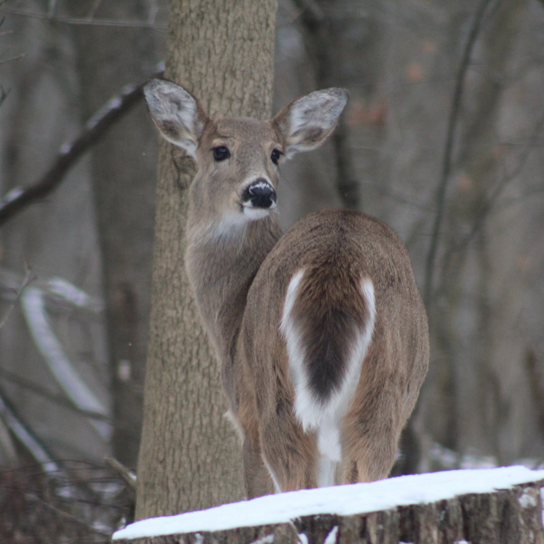 Whitetail deer in winter